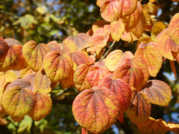 Cercidiphyllum japonicum - Toffee Apple Tree, Katsura Tree