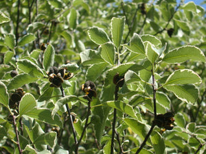 Pittosporum Tenuifolium, New Zealand Pittosporum, evergreen, bonsai, conservatory, patio, plant, hardy, spring flowering, fast growing