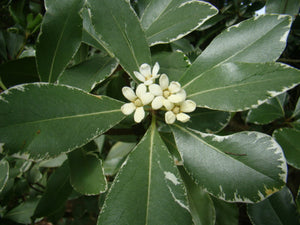 Pittosporum tobira, Japanese Cheesewood, Jurassicplants Nurseries, evergreen, shrub, tree, scented, fruits, slow growing, spring flowering