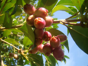 Syzygium paniculatum, Magenta Cherry, evergreen, tree, deciduous, bonsai, conservatory, plant, summer flowering