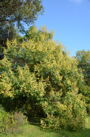 Koelreuteria integrifolia, Chinese Flame Tree, Golden Rain Tree, tree, deciduous, flowering, autumn colours, garden, slow growing