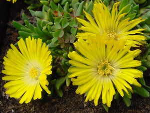 Delosperma congestum, Yellow Hardy Ice Plant, Jurassicplants Nurseries, flowering plant, patio plant, hardy, fast growing, evergreen