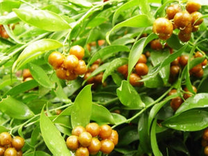 Danae racemosa, Alexandrian Laurel, Jurassicplants Nurseries, evergreen, shrub, fruit, slow growing, hardy