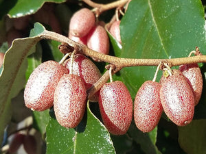 Elaeagnus x ebbingei, Evergreen Silverberry, shrub, evergreen, bonsai, flowering, patio plant, hardy, scented, fruit, edible
