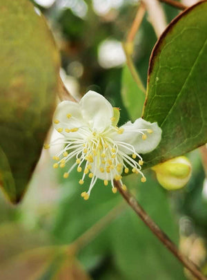 Eugenia uniflora - Surinam Cherry