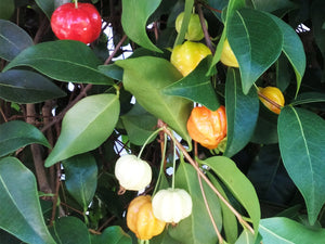 Eugenia uniflora, Surinam Cherry, patio plant, flowering, tree, fruit, edible