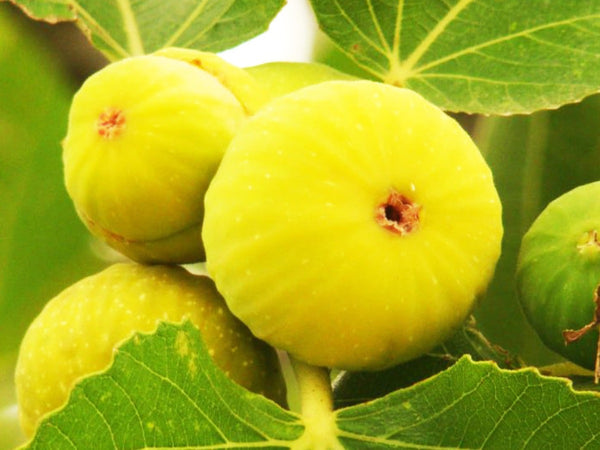 Ficus carica Pedro - Yellow Skin Fig - Jurassicplants Nurseries