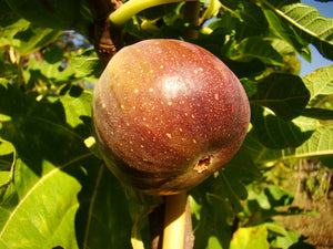 Ficus carica Signora, Pink Fig Plant, plant, patio, shrub, deciduous, hardy, fruit, edible, fast growing, exotic, flowering