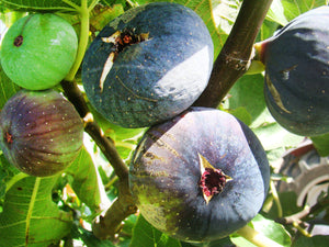 Ficus carica 'Dauphine' - Violette Dauphine Fig