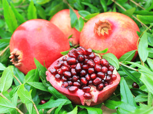 Punica granatum 'Wonderful' - Large Fruited Pomegranate, freshly potted