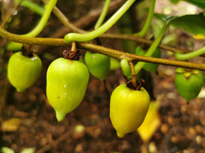 Actinidia polygama, Orange kiwi, Silve Vine, plant, deciduous, climber, fruits, edible, hardy