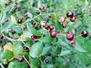 Blepharocalyx cruckshanksii, Heaven Scent, Temu, evergreen, shrub, slowering plant, fragrant, fruit, edible