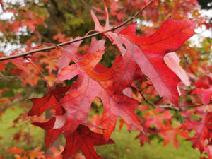 Quercus palustris, Swamp Oak, deciduous, tree, bonsai, hardy, autumn colours