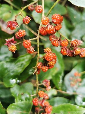 Rubus ichangensis, Orange Bramble, shrub, semi-evergreen, fruit