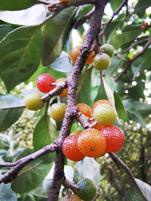 Elaeagnus umbellata ( orange fruited ) - Orange Autumn Olive