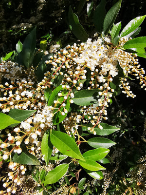 Prunus lusitanica – Portuguese Laurel