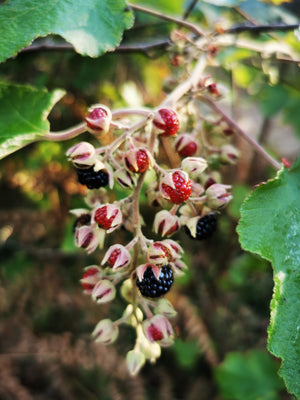 Rubus setchuenensis - Sechuan Bramble