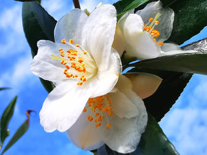 Camellia cuspidata - Cuspidate Camellia