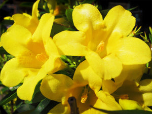 Jasminum humile - Yellow Jasmine