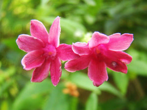 Jasminum beesianum, Jasimne, scented, climber, flowering, deciduous, evergreen, shrub, fast growing, hardy