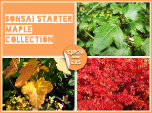 Bonsai Starter - Maple Collection