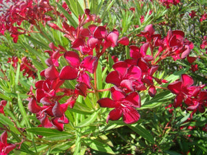 Nerium oleander (dwarf), Oleander, Jurassicplants Nurseries, patio, flowering, hardy, evergreen
