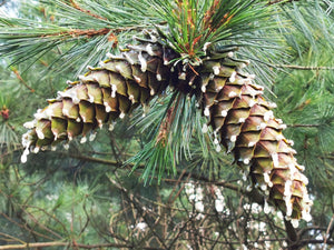 Pinus strobiformis - Mexican White Pine