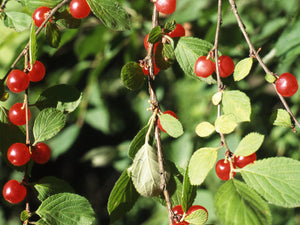 Prunus tomentosa, Nanking Cherry, deciduous, shrub, fruits, edible, hardy, spring flowering