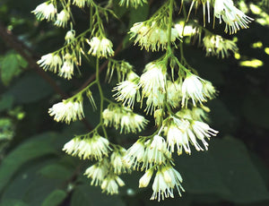 Pterostyrax corymbosa, Epaulette Tree, plant, tree, deciduous, garden, hardy, flowering