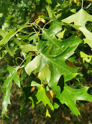 Quercus palustris, Swamp Oak, deciduous, tree, bonsai, hardy, autumn colours
