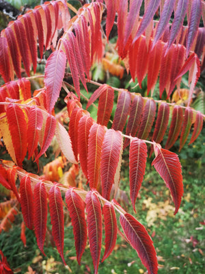 Rhus typhina, Staghorn Sumac, Jurassicplants Nurseries, deciduous, shrub, fruit, hardy, autumn colours