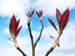 Sorbus megalocarpa - Large Leaved Rowan