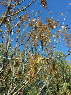 Rhus toxicodendron, Toxicodendron vernicifluum - Japanese Lacquer Tree