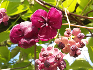 Akebia quinata, Chocolate Vine, Jurassicplants Nurseries, flowering plant, climber, deciduous, scented, hardy, fast growing