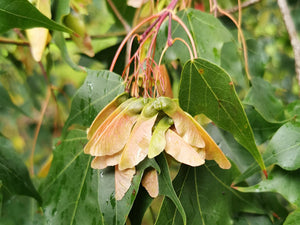 Acer cappadocicum var sinicum, Caucasian Chinese Maple, deciduous, tree 