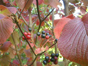 Viburnum furcatum, Forked Viburnum, deciduous, shrub, fruit, autumn colours, slow growing, scented, hardy