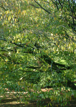 Acer carpinifolium, Hornbeam Maple. Jurassicplants Nurseries, patio plant, tree, maple, bonsai, hardy, fast growing
