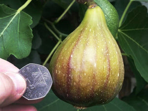 Ficus carica 'Brown Turkey'- Brown Turkey Fig