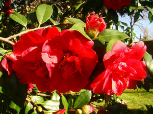 Camellia japonica, Japanese camella, Winter flowering, shrub, evergreen, scented, plant, slow growing, patio plant