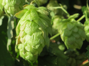 Humulus lupulus, Common Hop, plant, climber, fast growing, fruits