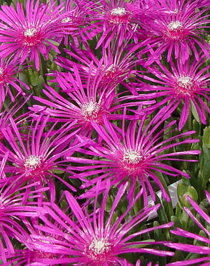 Delosperma cooperi, Pink hardy Ice Plant, summer flowering, patio plant, evergreen, fast growing, hardy, scented
