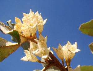   Elaeagnus x ebbingei, Evergreen Silverberry, shrub, evergreen, bonsai, flowering, patio plant, hardy, scented, fruit, edible