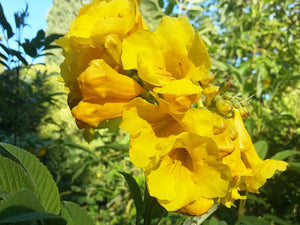 Tecoma stans, Yellow Trumpet Shrub, deciduous, shrub, fast growing, scented, hardy, patio plant