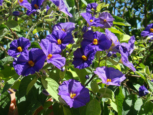 Lycianthes solanum rantonnetii, Blue Potato shrubs, Jurassicplants Nurseries, plant, shrub, patio, conservatory, bonsai, deciduous, fast growing, summer flowering, drought tolderant