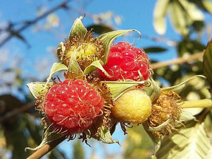 Rubus lineatus, Bubble Bramble, semi-evergreen, plant, hardy, shrub, edible, summer flowering