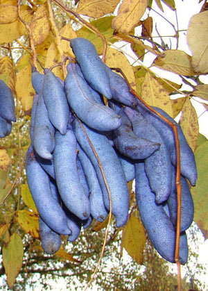 Decaisnea fargesii, Blue Sausage Shrub, plant, deciduous, fruit, edible, garden, hardy, fast gorwing