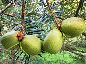 Torreya nucifera - Japanese Nutmeg-Yew