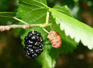 Morus nigra, Black Mulberry, Jurassicplants Nurseries, plant, deciduous, fruit, edible, hardy, summer flowering