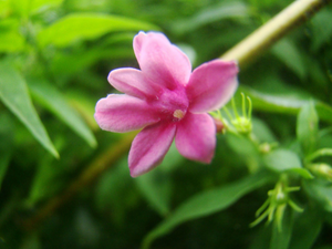 Jasminum beesianum - Pink Jasmine, Flowering Climber