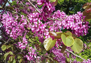 Cercis siliquastrum, Judas Tree, scented, flowering tree, bonsai, plant, deciduous